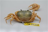 藏品(屏東澤蟹)的圖片